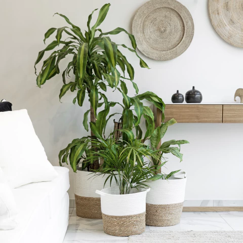 Canasto Combinado L - comprar online