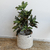 Árbol Croton
