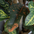 Árbol Croton - tienda online