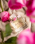 VIVINEVO MIRAGE WORLD 100ml - comprar online