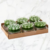 Set x 6 Velas