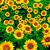 Tnt Estampado - Flores Do Sol Branco 06066
