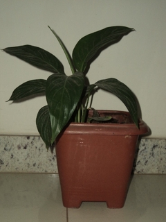 sony cybershot dsc w310 preto 2 - Khai for you