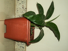 Sony Cybershot DSC W310 - Khai for you