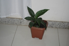 Imagem do digicam fujifilm jx280