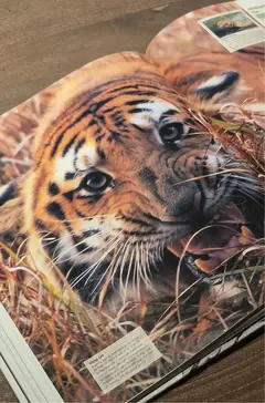 LIBRO DECORATIVO ANIMAL - comprar online
