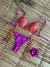 Biquíni Del Mar - Zebrinha Laranja/Purplee - comprar online
