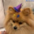 Chapéu de Topete Halloween Bruxa para Pet - 3un - loja online
