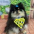 10un Gargantilhas Super Pai de Pet em eva glitter para o Dia dos Pais