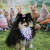 Fundo Fotográfico Páscoa Pet - 20 - loja online