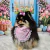 Laço de Topete Orelhinhas de coelho para pets - 20 unidades - Acessórios Pet Banho e Tosa personalizados Mousse Pet