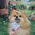 Fundo Fotográfico Páscoa Pet - 17 - loja online