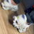 Mizuno Prophecy LS FLOR DE LOTUS na internet