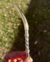 Bombilla imperial pico bronce - comprar online