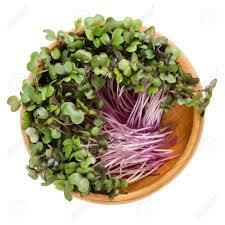 BROTE DE COL MORADA