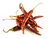 CHILE DE ÁRBOL SECO