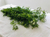 CILANTRO CRIOLLO