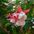 FLOR DE ARETILLO