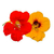 FLOR DE CAPUCHINA