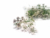 FLOR DE CILANTRO