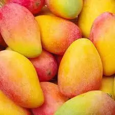 MANGO PETACON