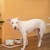 COMEDOURO DE CERÂMICA COM BASE DE BAMBU PARA PETS na internet
