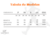 FUSEAU LISA - Werneck Fitness