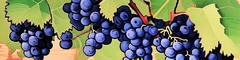 Banner da categoria Sangiovese