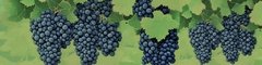 Banner da categoria Nebbiolo