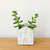 Super bacana esse cachepô em forma de casinha, para você colocar sua plantinha favorita e decorar seu ambiente com estilo.

Material: Cimento

Obs: Possui borrachinhas na base para não arranhar seu móvel!
O cimento é um material rústico e apresenta irregu