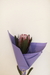 Protea - comprar online