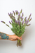 Lavanda - comprar online