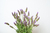 Lavanda na internet