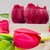 Image of Tulip Garden