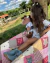 Pelúcia Howdy Easter - Charroa Country Brand