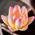 Imagem do Incensário Flor de Lotus