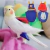 Fralda de papagaio bonito pássaro fralda fisiológica cockatiel pombos pequeno médio grande animais de estimação aves terno de vôo roupas fralda lavável