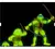 Imagen de Tortuga Ninja Raphael Formación De Un Ninja - Playmates