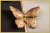 Quadro Decorativo Golden Butterfly na internet