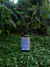 CORDYCEPS - comprar online
