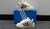 ADIDAS SUPERSTAR BONEGA BLANCO/BORDO - comprar online