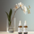 ESSÊNCIA CONCENTRADA ORQUÍDEAS 40ml - comprar online