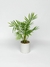 Areca de mesa - comprar online