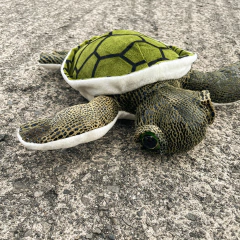 Tortugas en internet