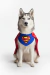 Bandana Superman com capa - comprar online