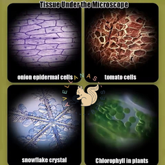 MICROSCOPIO MINI CIENTIFICOS PORTÁTIL LED - comprar online