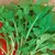 SEMENTES DE RÚCULA CULTIVADA 1,6G - FELTRIN SEMENTE - comprar online