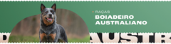 Banner da categoria Boiadeiro Australiano (Blue Heeler)