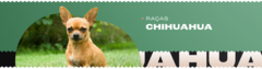 Banner da categoria Chihuahua