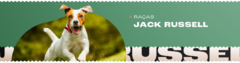 Banner da categoria Jack Russell